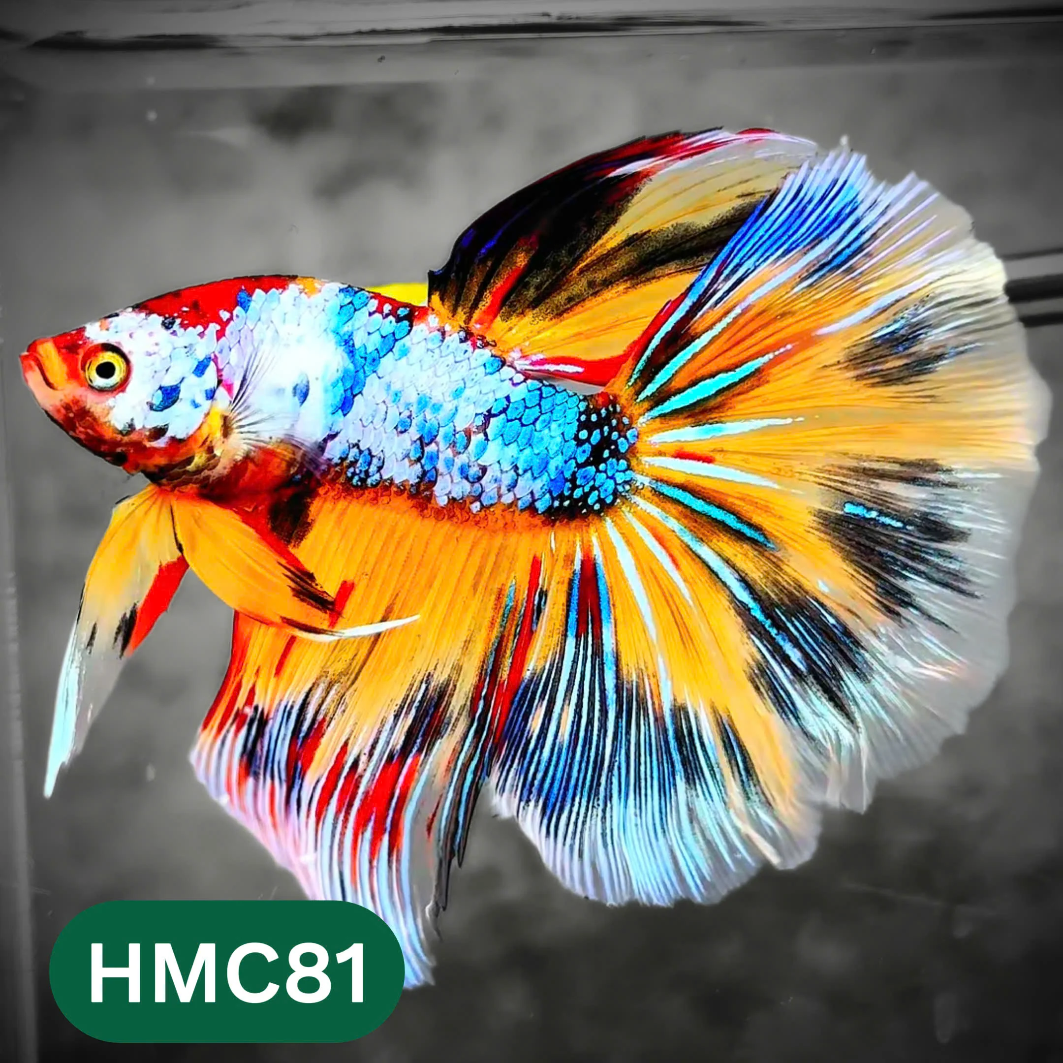 Multicolor Halfmoon Male Betta Fish | High Grade | Order Directly From Farm | You Pick Fish | - Image 81