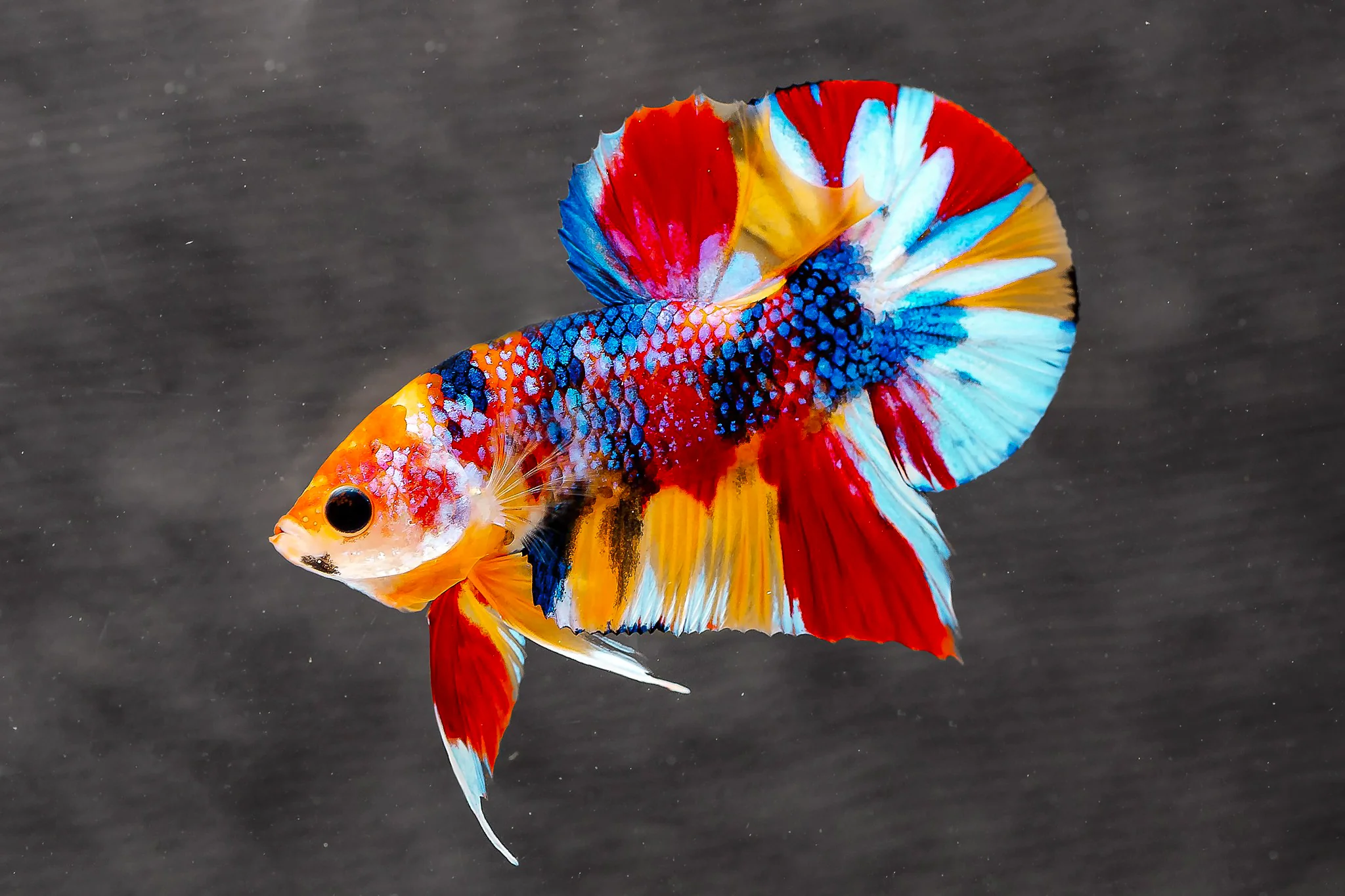 Multicolor Metallic Plakat Male Betta Fish | High Grade | Mystery Betta - Image 3
