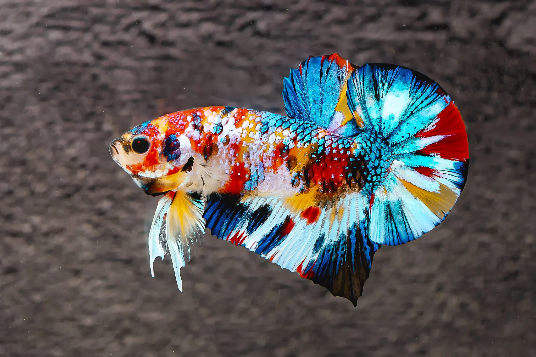 Multicolor Metallic Plakat Male Betta Fish | High Grade | Mystery Betta - Image 4