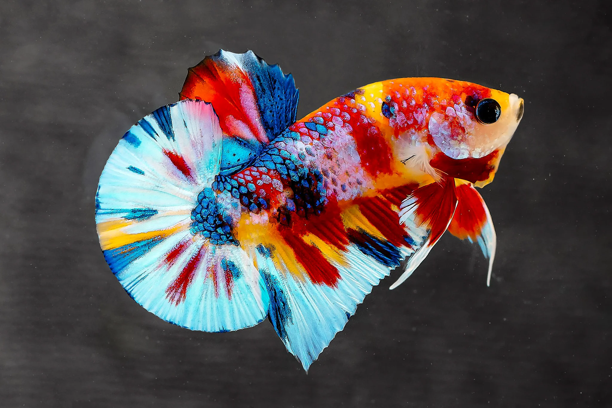 Multicolor Metallic Plakat Male Betta Fish | High Grade | Mystery Betta - Image 5
