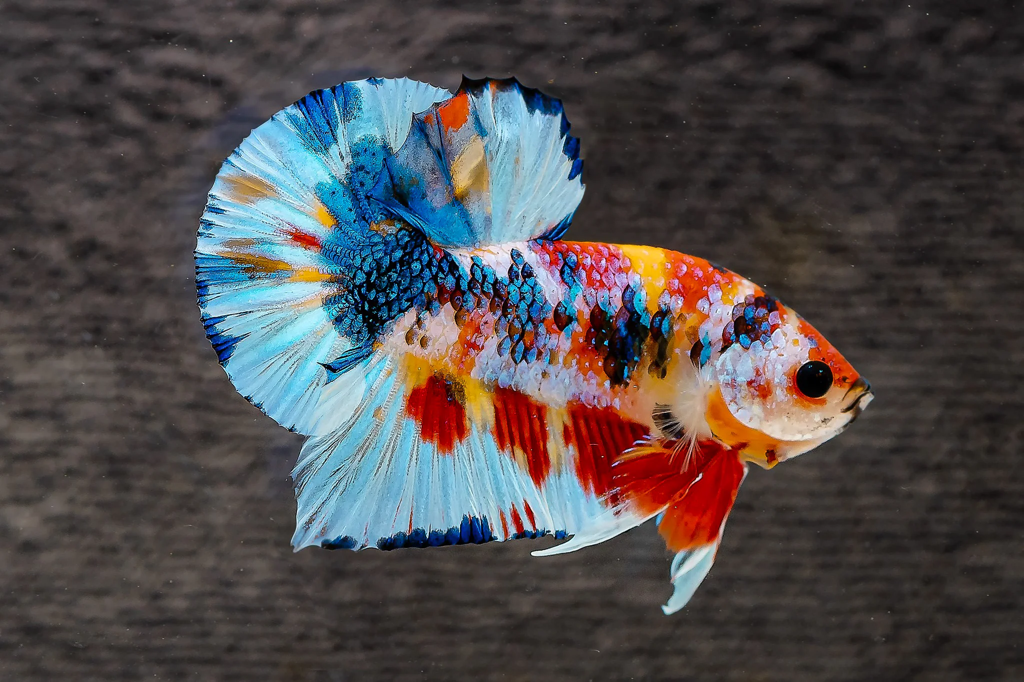 Multicolor Metallic Plakat Male Betta Fish | High Grade | Mystery Betta - Image 6