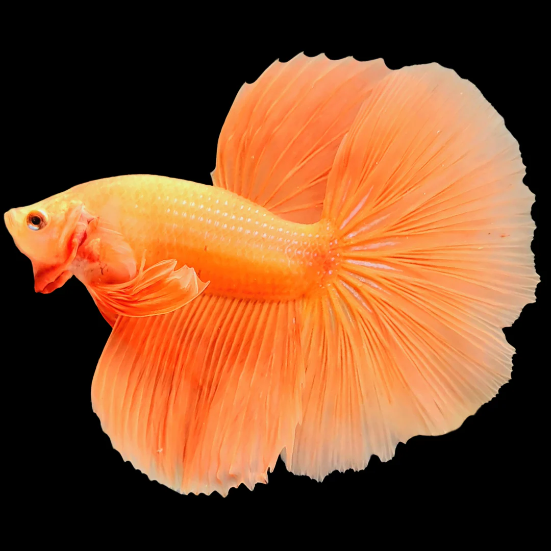 Orange Halfmoon Male Betta Fish - Image 3