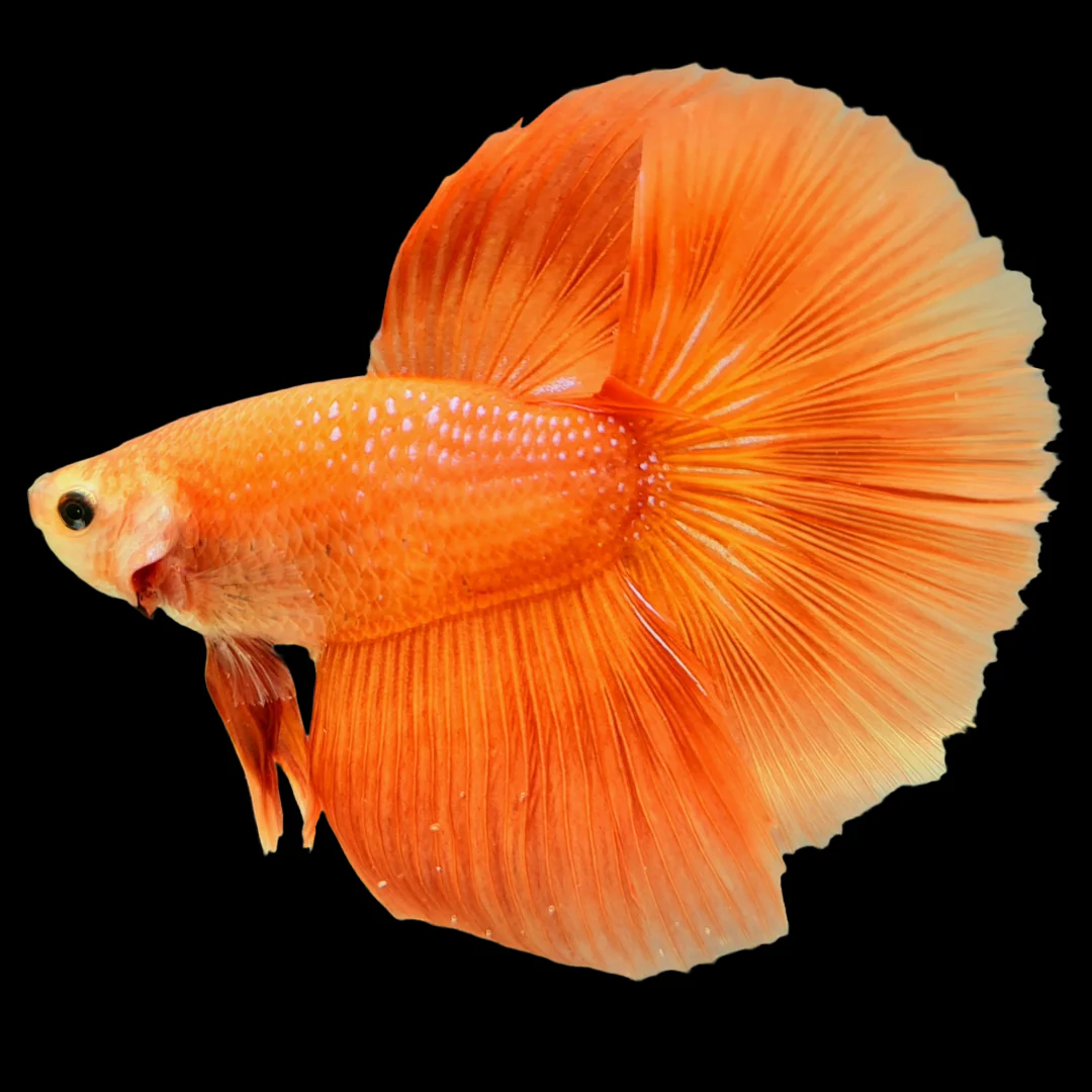 Orange Halfmoon Male Betta Fish - Image 4