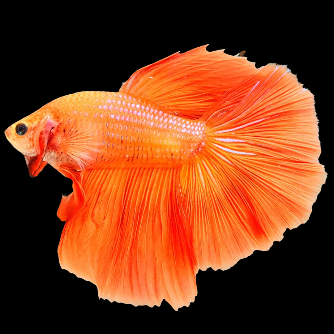 Orange Halfmoon Male Betta Fish - Image 5