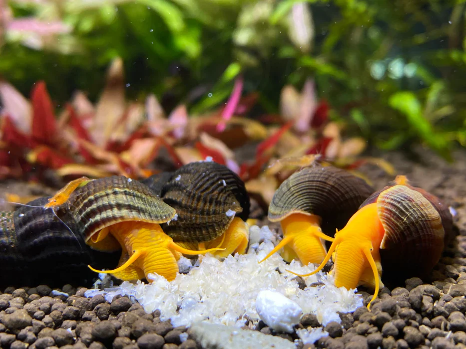 Orange Rabbit Snail - Image 3