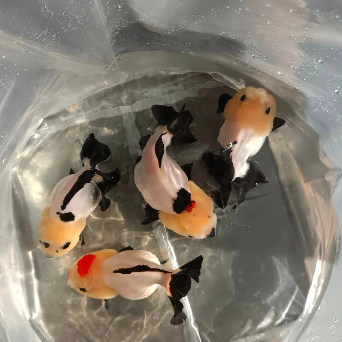 Panda Oranda Short Tail Goldfish 3-4 Inches | Mystery Goldfish - Image 3