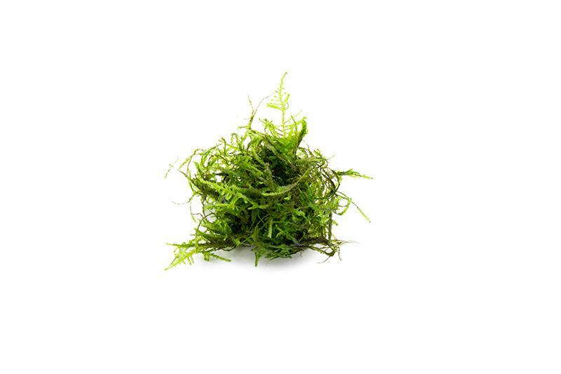 Peacock Moss - Image 3
