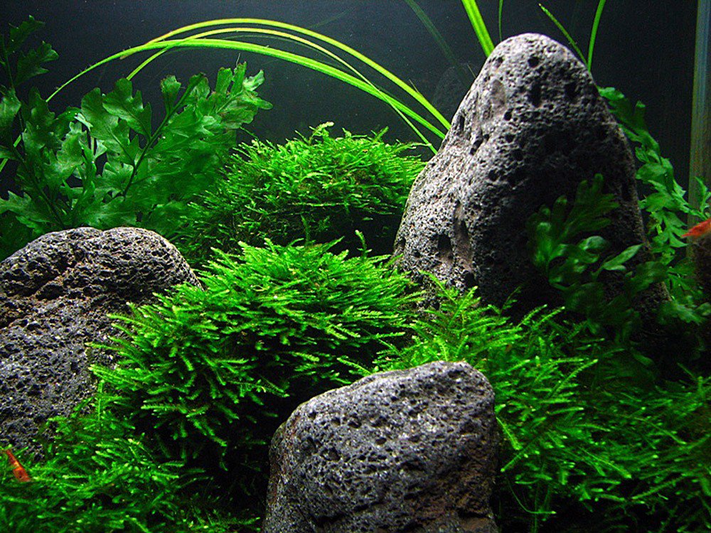 Peacock Moss - Image 4