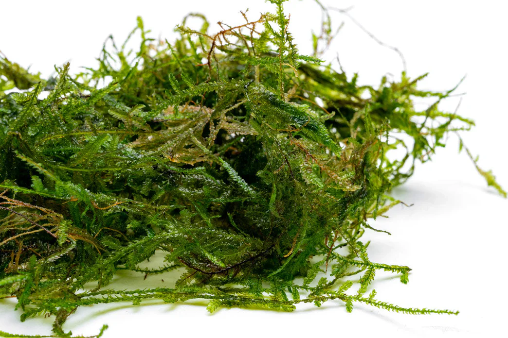 Peacock Moss - Image 5