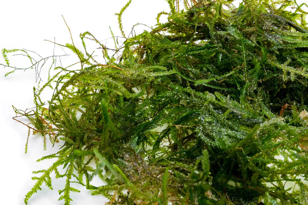 Peacock Moss - Image 6
