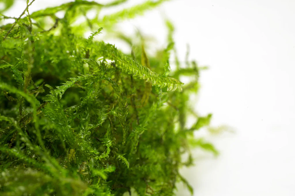Peacock Moss - Image 7