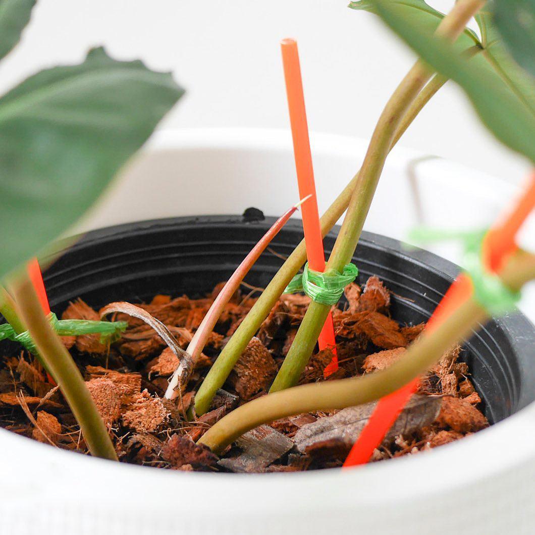 Philodendron Billietiae Tissue Culture Plant - Image 3