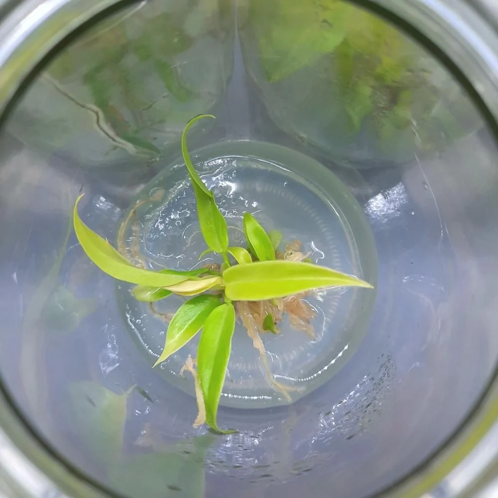 Philodendron Ring of Fire Gold Tissue Culture Plant - Image 3