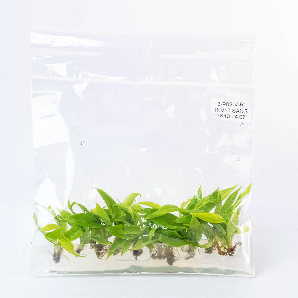Philodendron Ring of Fire Gold Tissue Culture Plant - Image 4