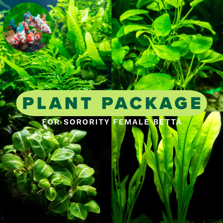 Plant Package for Female Betta Sorority Tank - Image 3