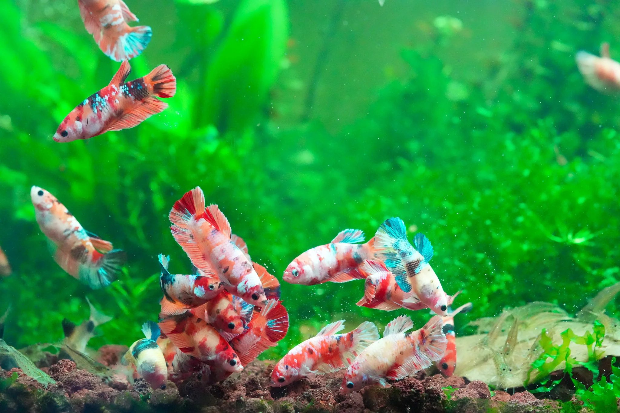 Plant Package for Female Betta Sorority Tank - Image 5