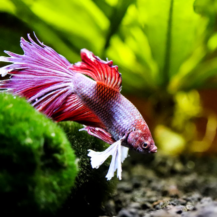 Plant Package for Halfmoon Betta Fish Tank - Image 3