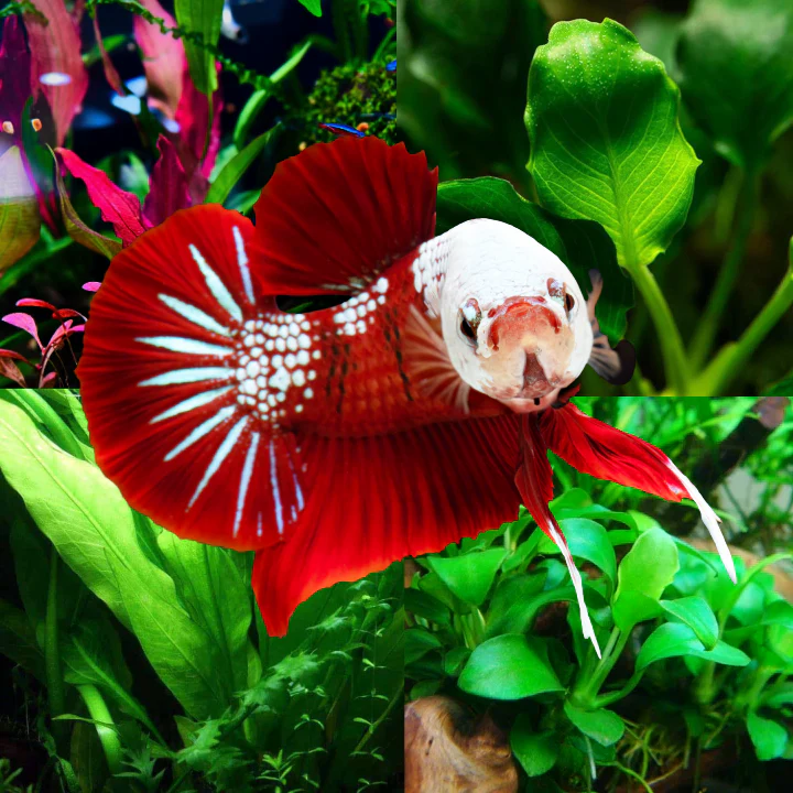 Plant Package for Plakat Betta Fish Tank - Image 3