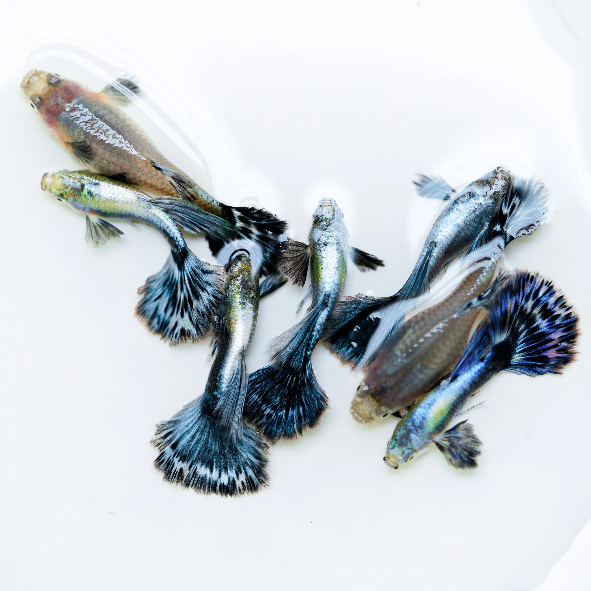 Purple Ivory Mosaic Guppy Fish - Image 3