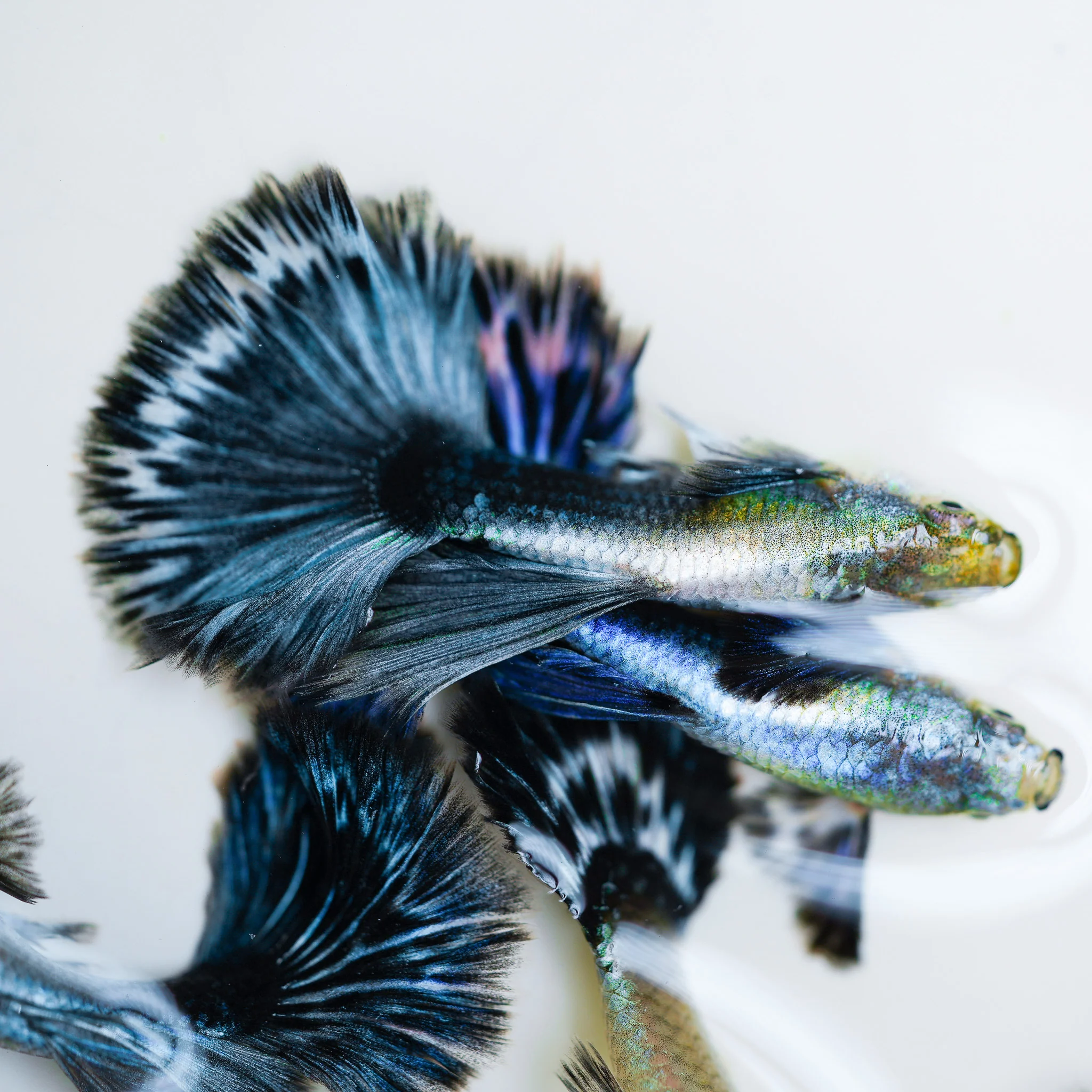 Purple Ivory Mosaic Guppy Fish - Image 4