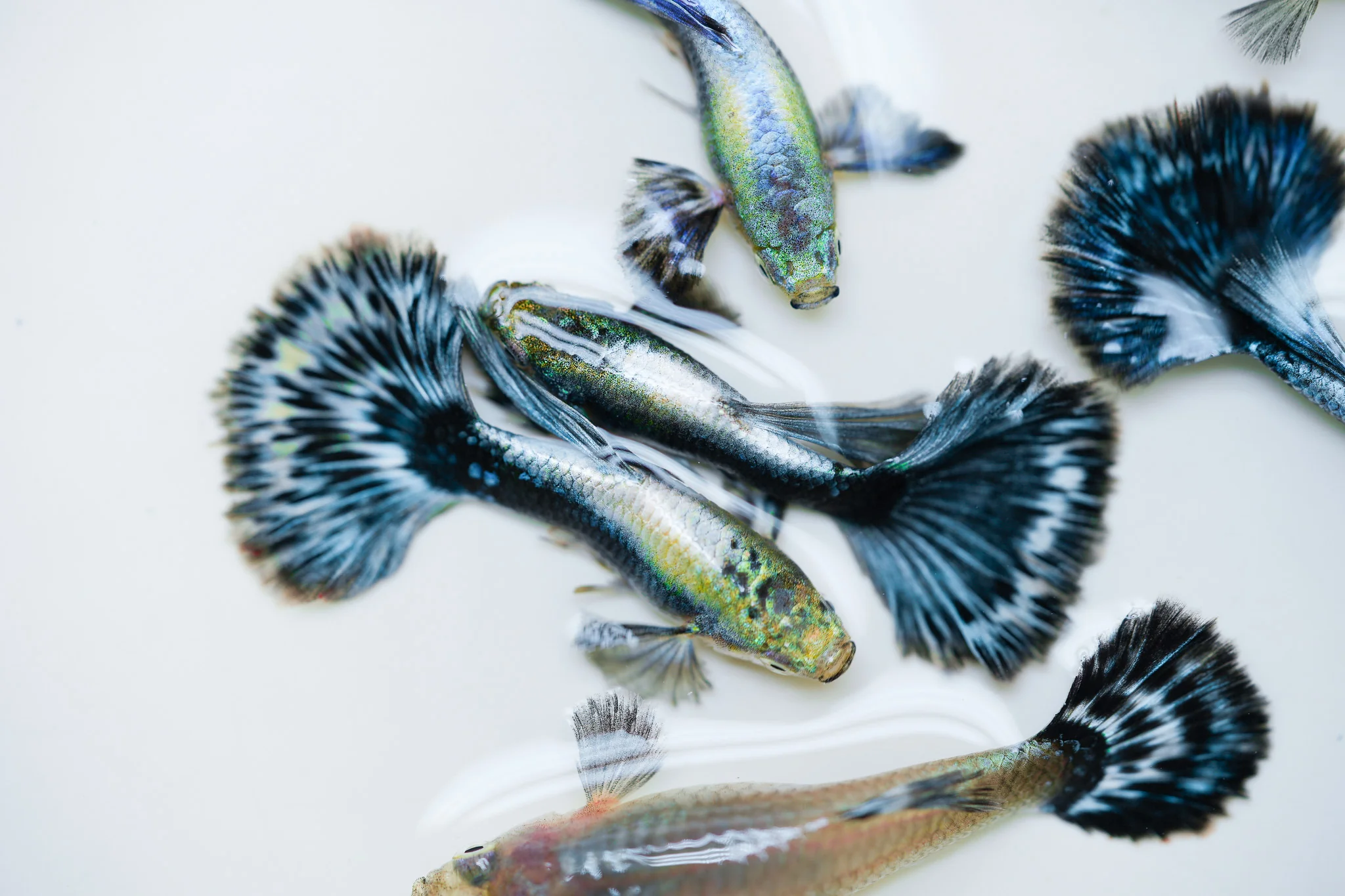 Purple Ivory Mosaic Guppy Fish - Image 5