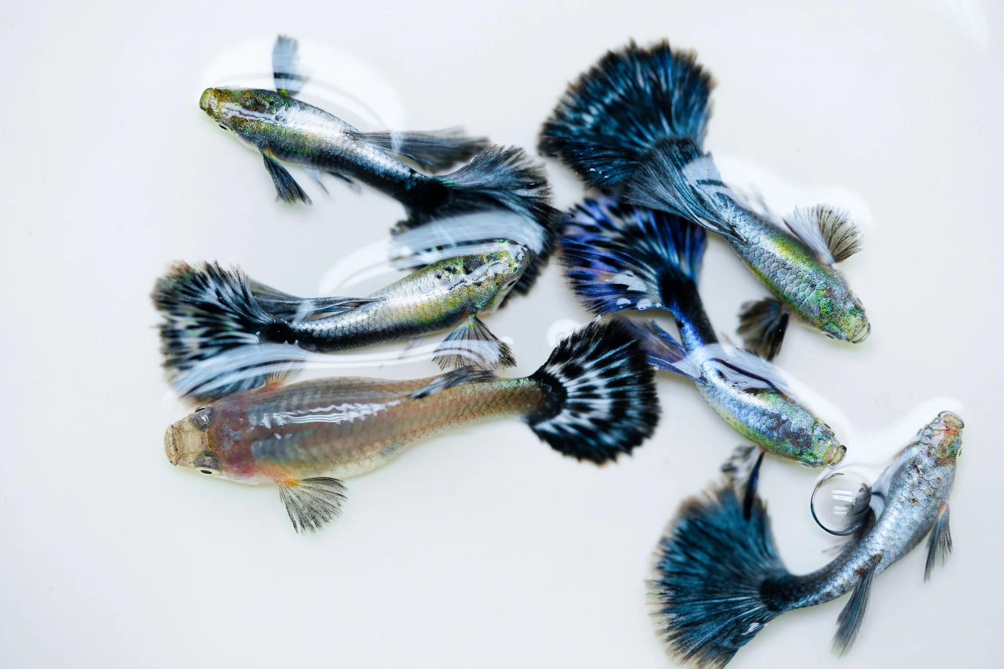 Purple Ivory Mosaic Guppy Fish - Image 6
