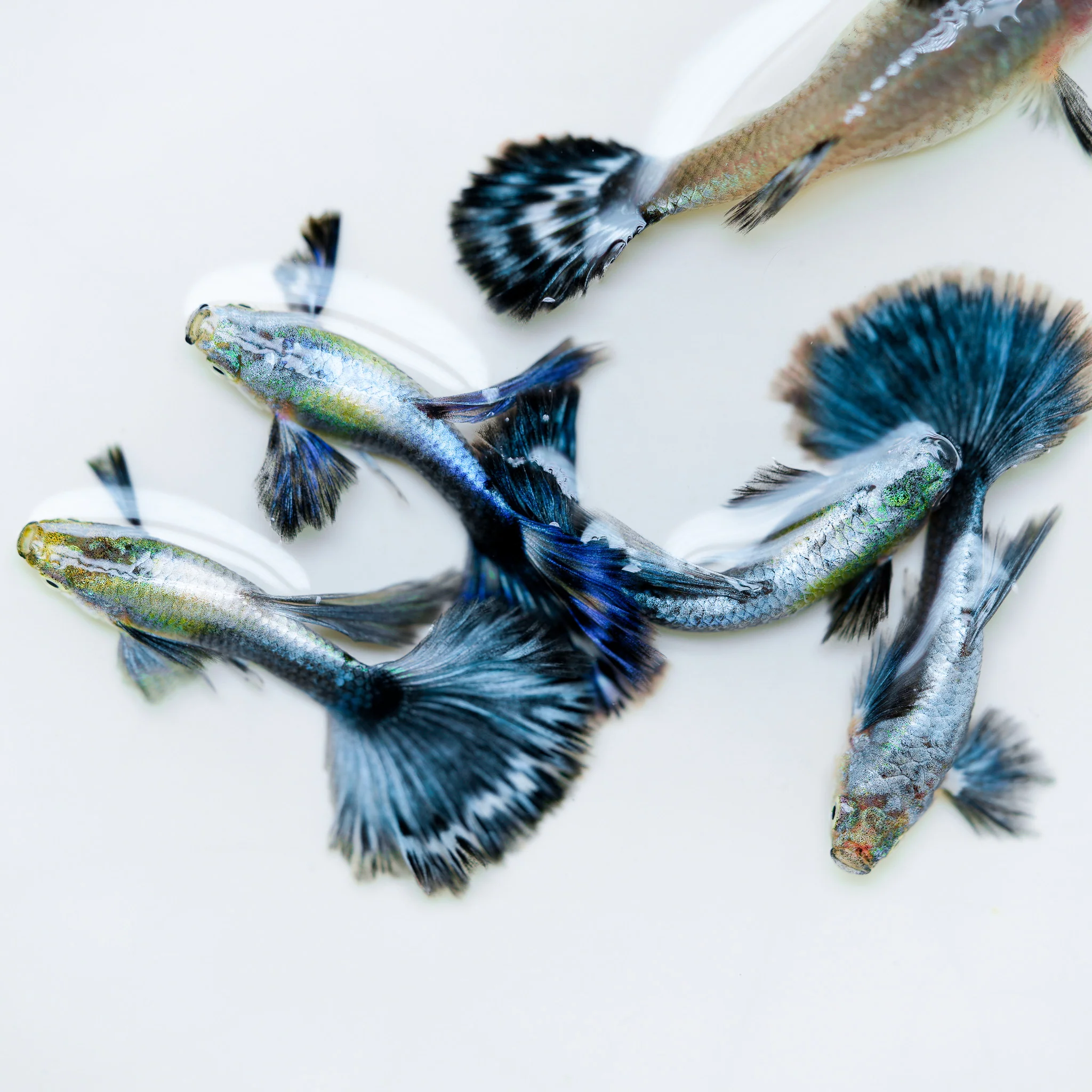 Purple Ivory Mosaic Guppy Fish - Image 7