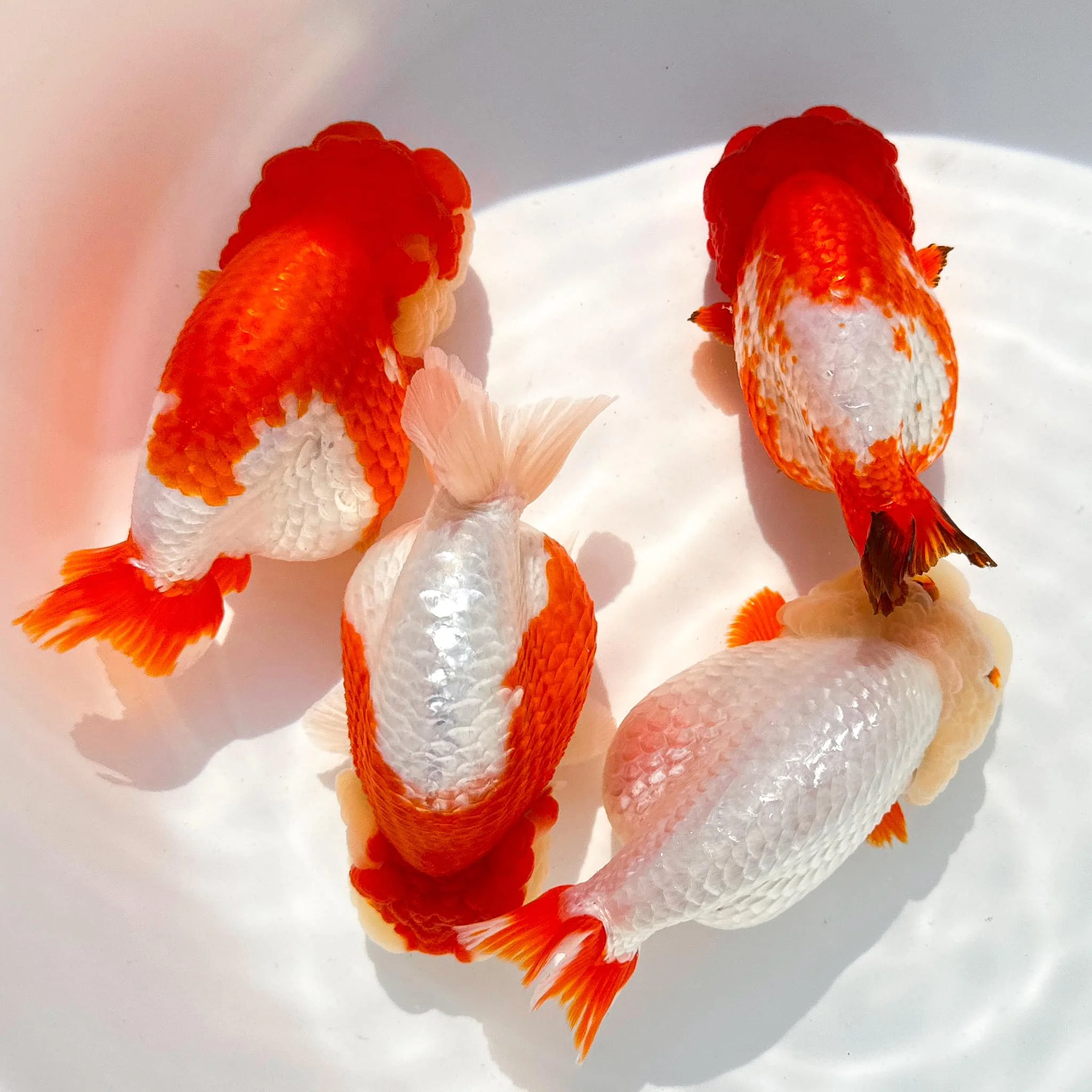 Red And White Double Chin Chubby Face Ranchu Goldfish | Grower Pick - Image 3