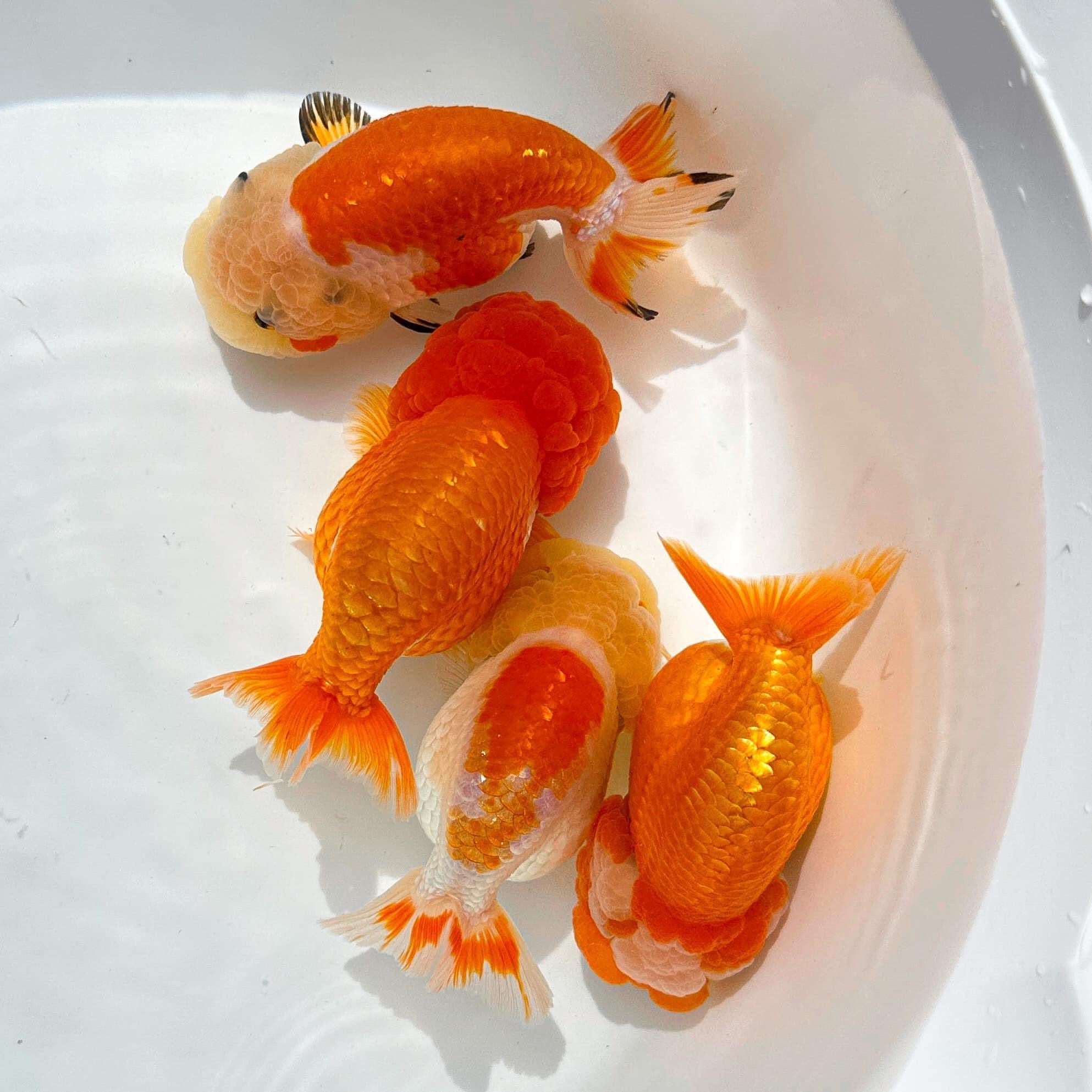 Red And White Double Chin Chubby Face Ranchu Goldfish | Grower Pick - Image 4