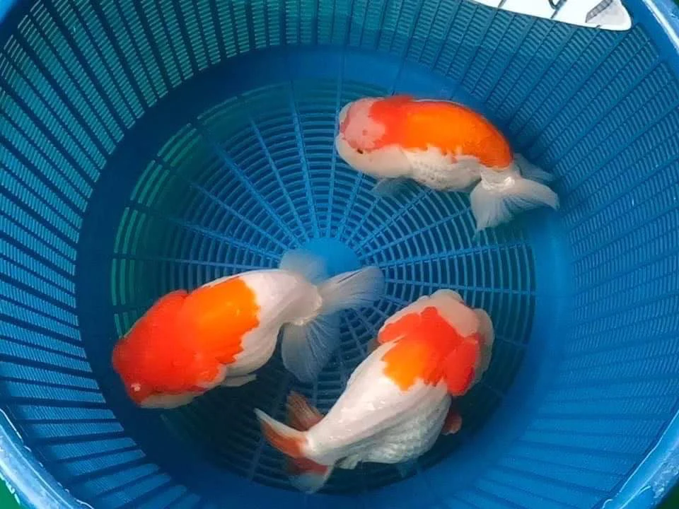 Red And White Double Chin Chubby Face Ranchu Goldfish | Grower Pick - Image 5