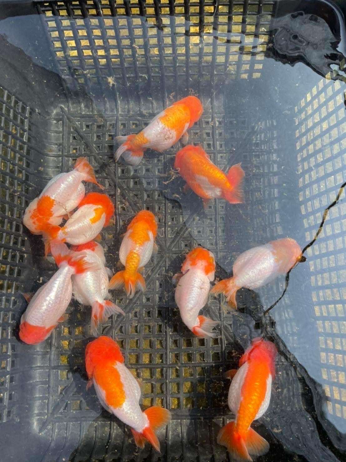 Red And White Double Chin Chubby Face Ranchu Goldfish | Grower Pick - Image 6