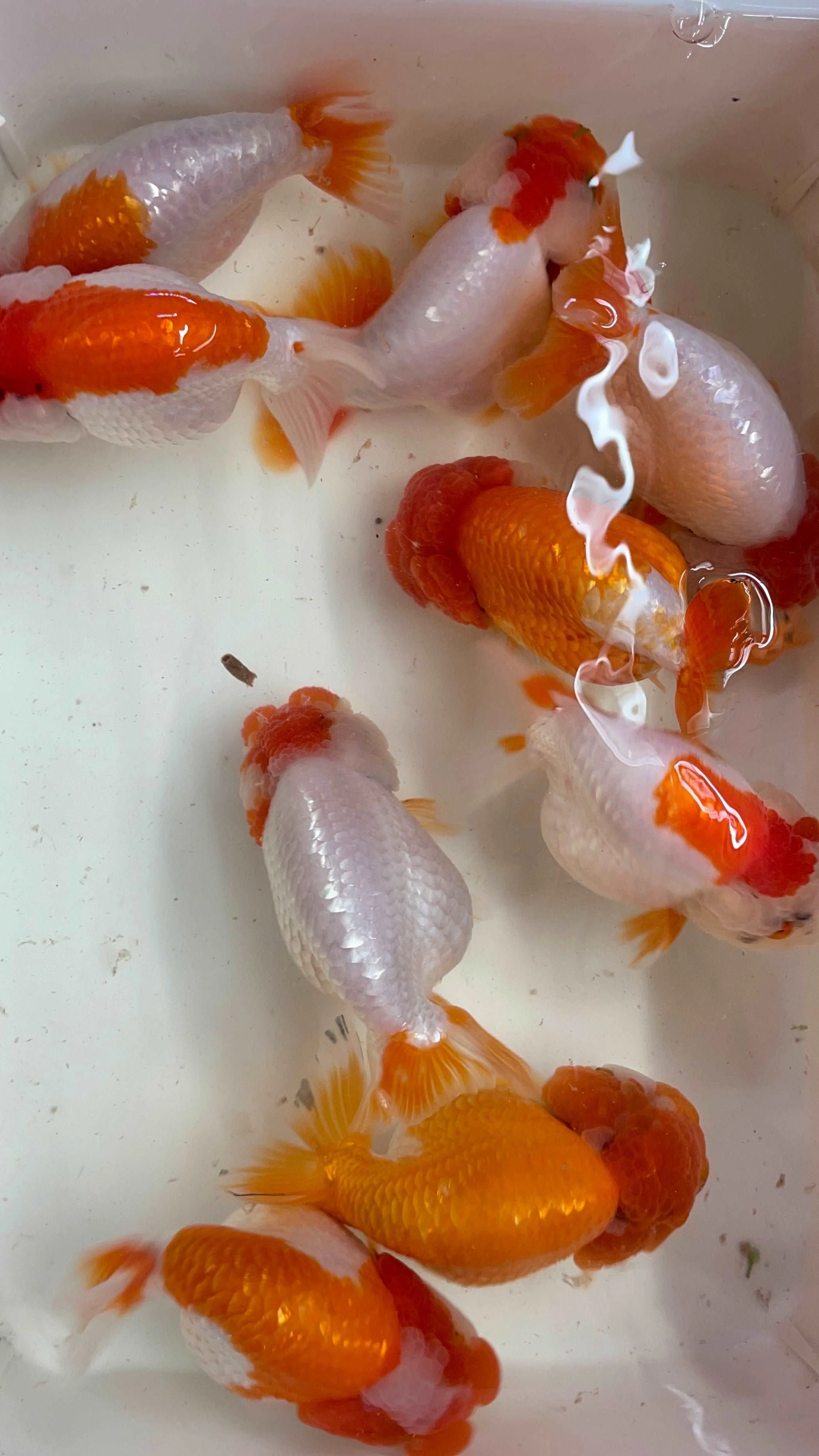 Red And White Double Chin Chubby Face Ranchu Goldfish | Grower Pick - Image 7
