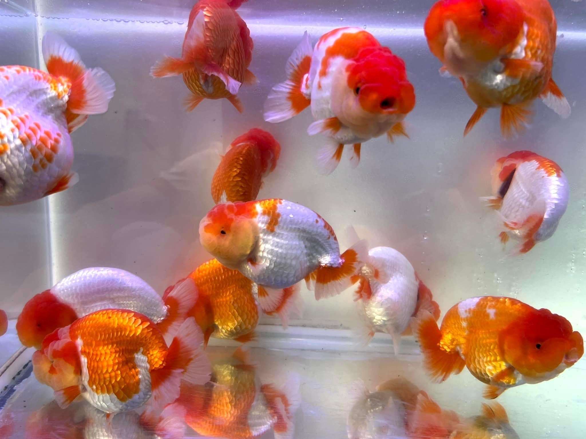 Red And White Double Chin Chubby Face Ranchu Goldfish | Grower Pick - Image 8