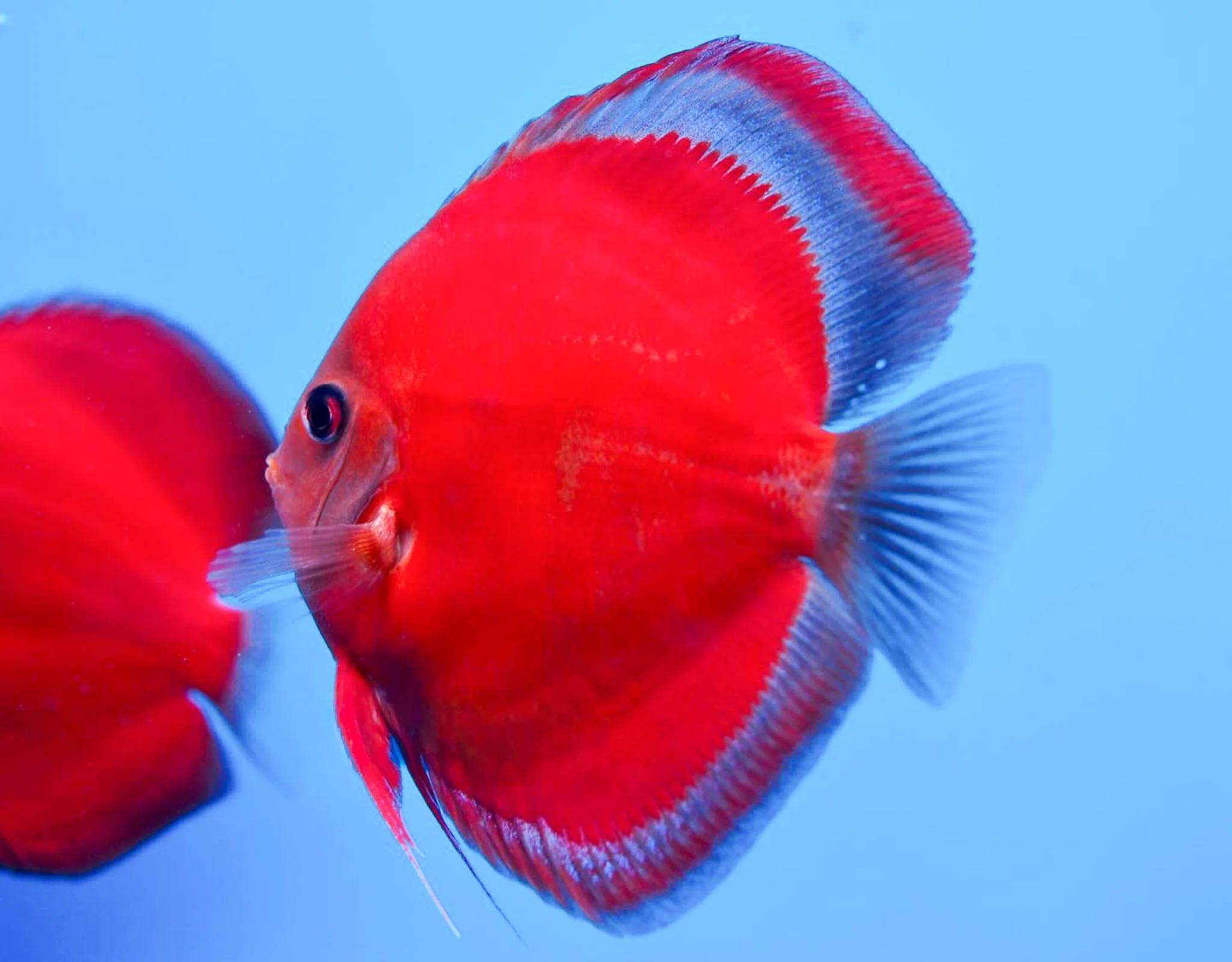 Red Cover Discus Fish | Rare Solid Red - Image 3