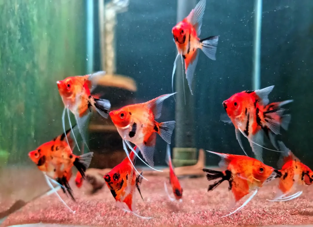 Red Devil Angelfish - Image 10