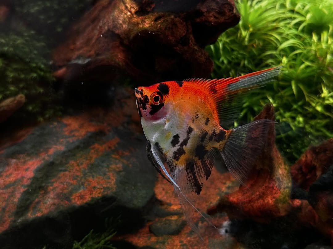 Red Devil Angelfish - Image 3