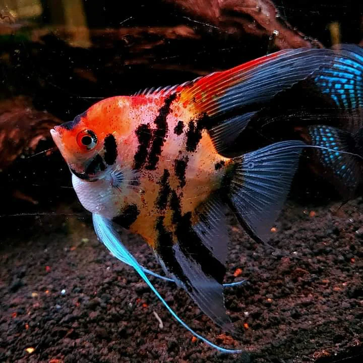 Red Devil Angelfish - Image 4