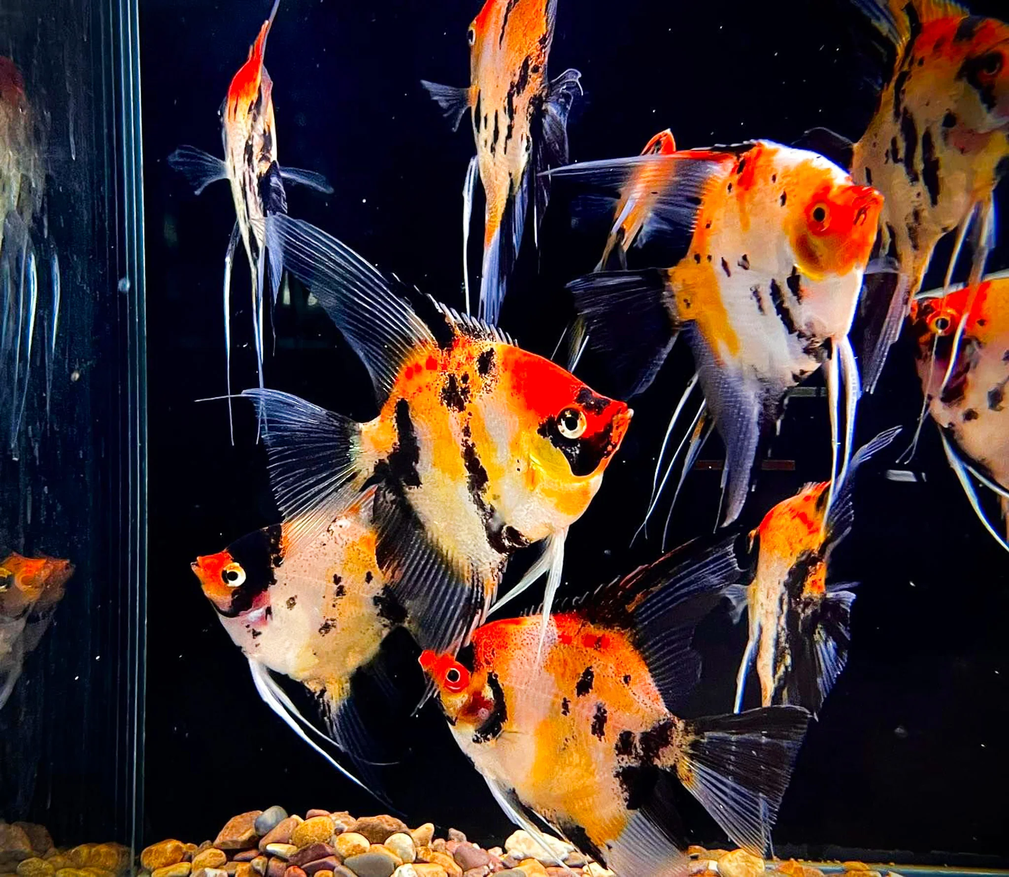 Red Devil Angelfish - Image 5