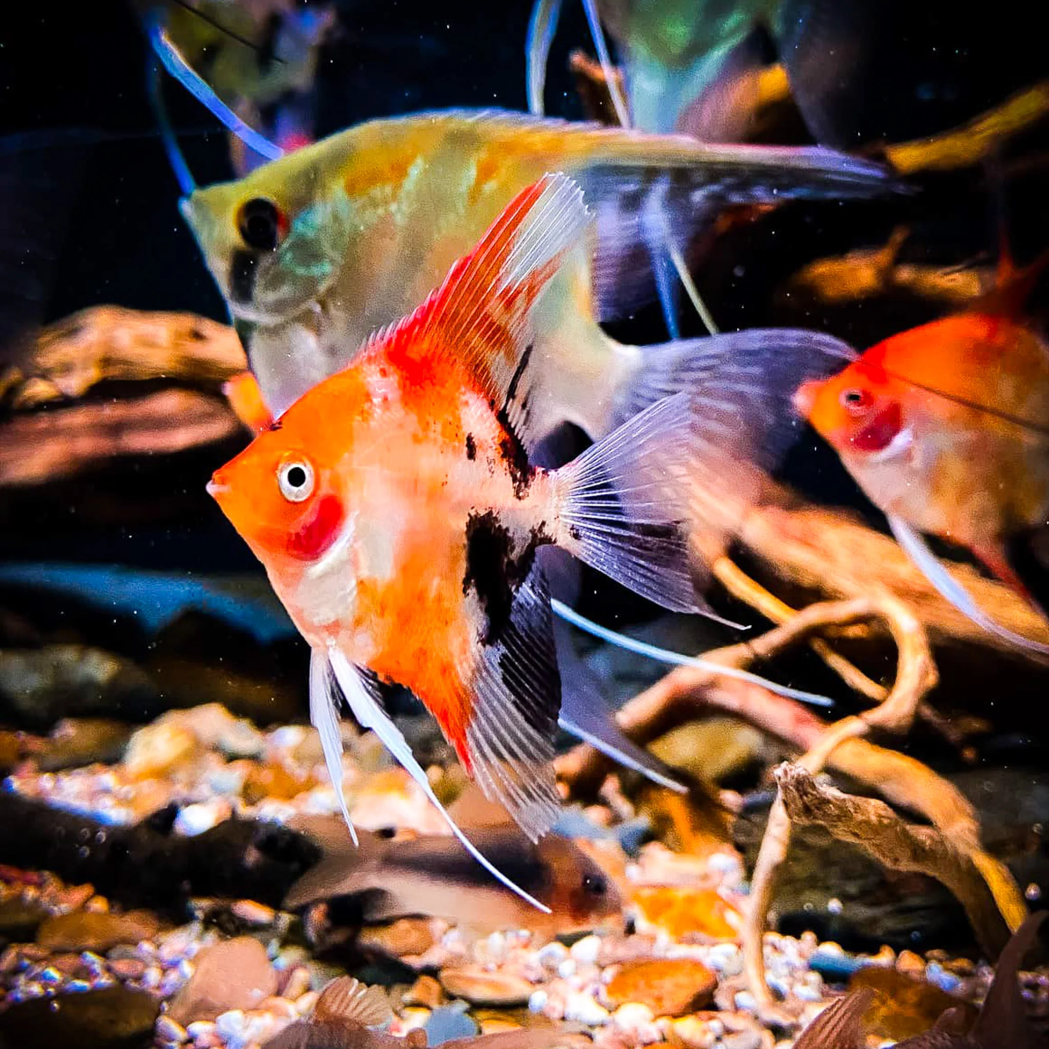 Red Devil Angelfish - Image 6