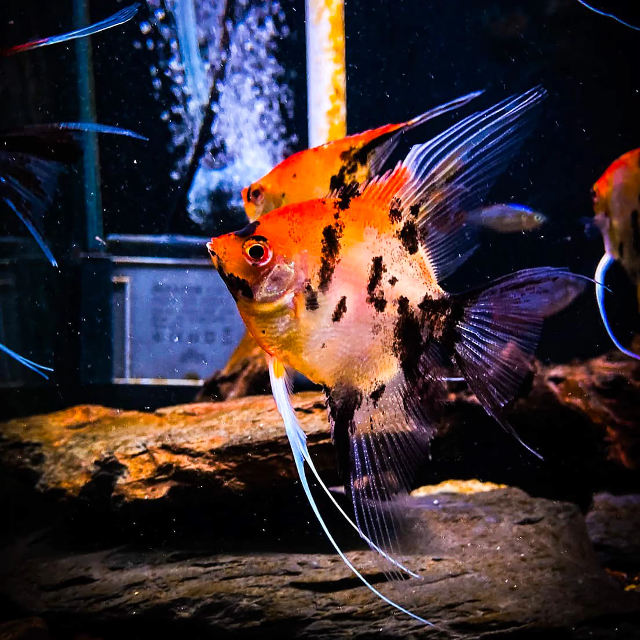 Red Devil Angelfish - Image 7