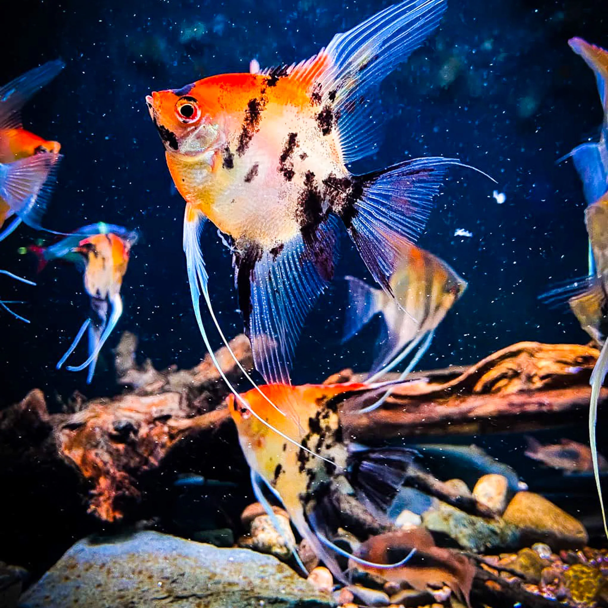 Red Devil Angelfish - Image 8