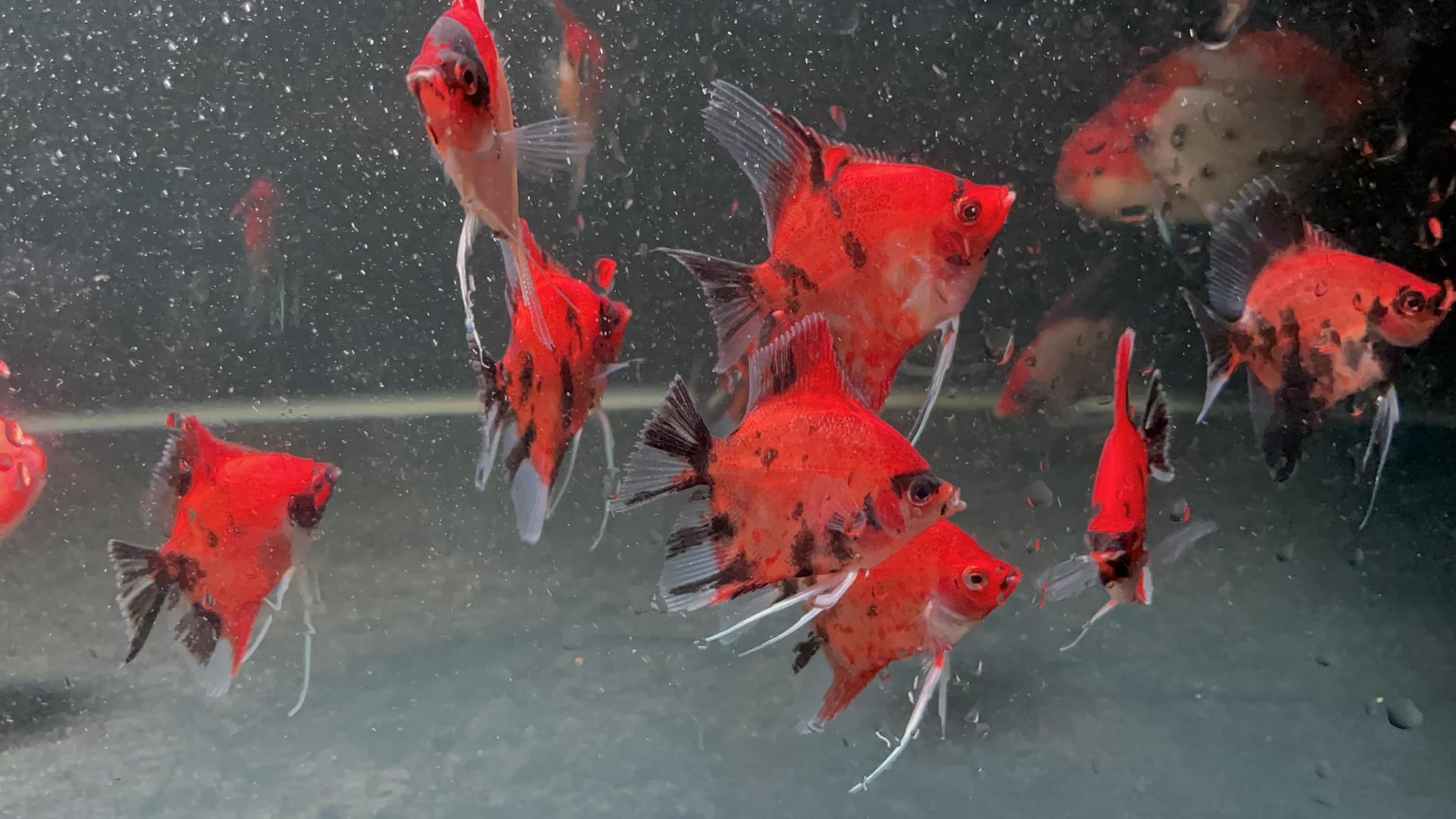 Red Devil Angelfish - Image 9