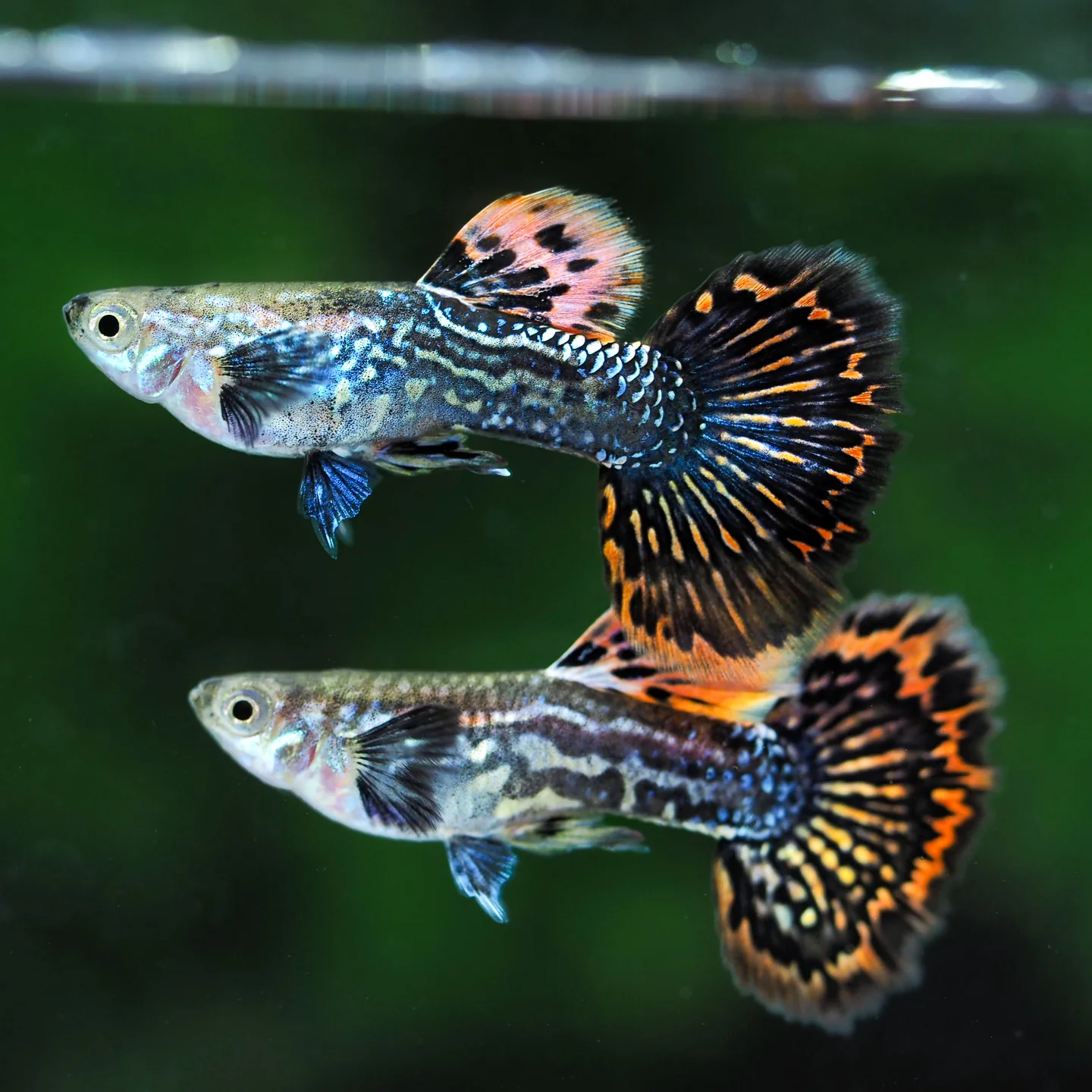 Red Dragon Guppy Fish - Image 3