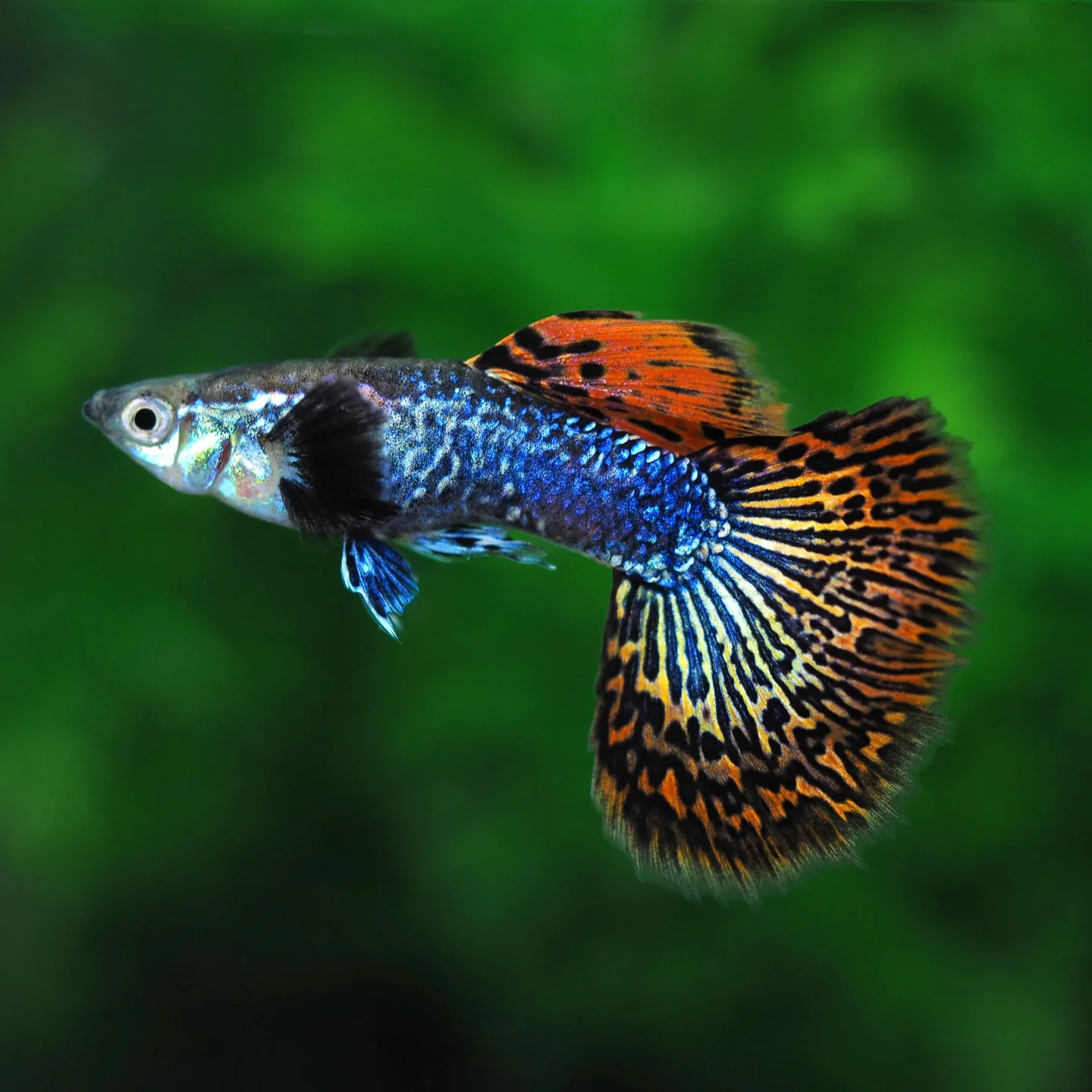 Red Dragon Guppy Fish - Image 4