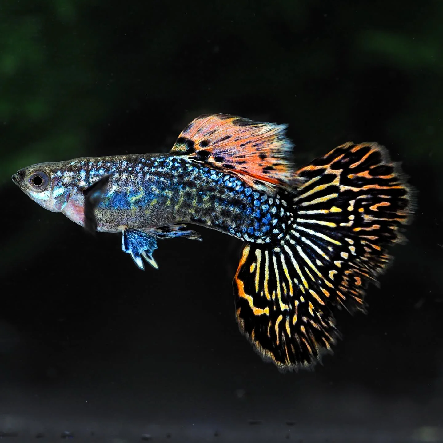 Red Dragon Guppy Fish - Image 5