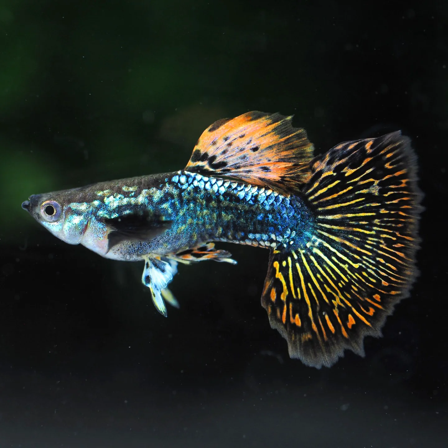 Red Dragon Guppy Fish - Image 6