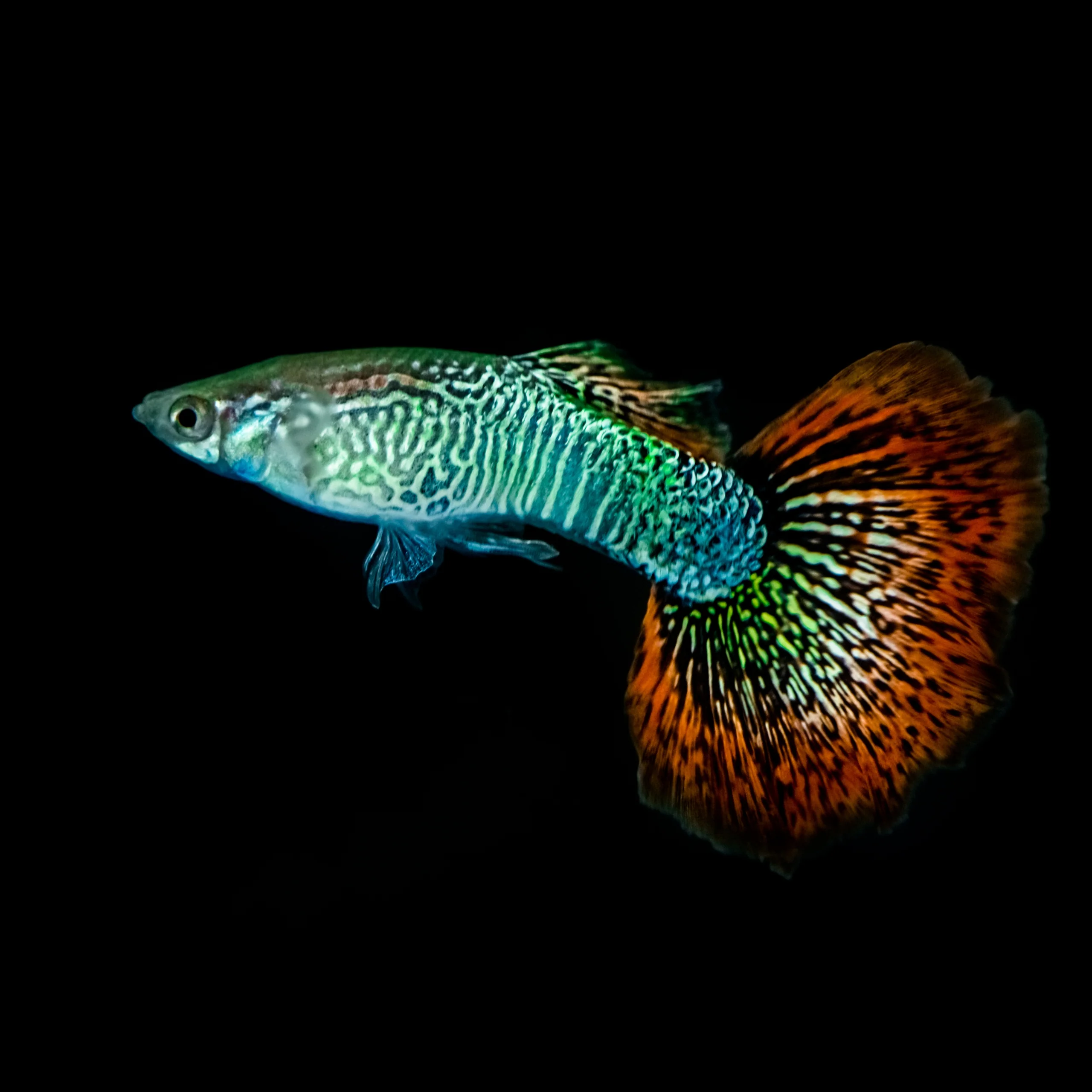 Red Dragon Guppy Fish - Image 7
