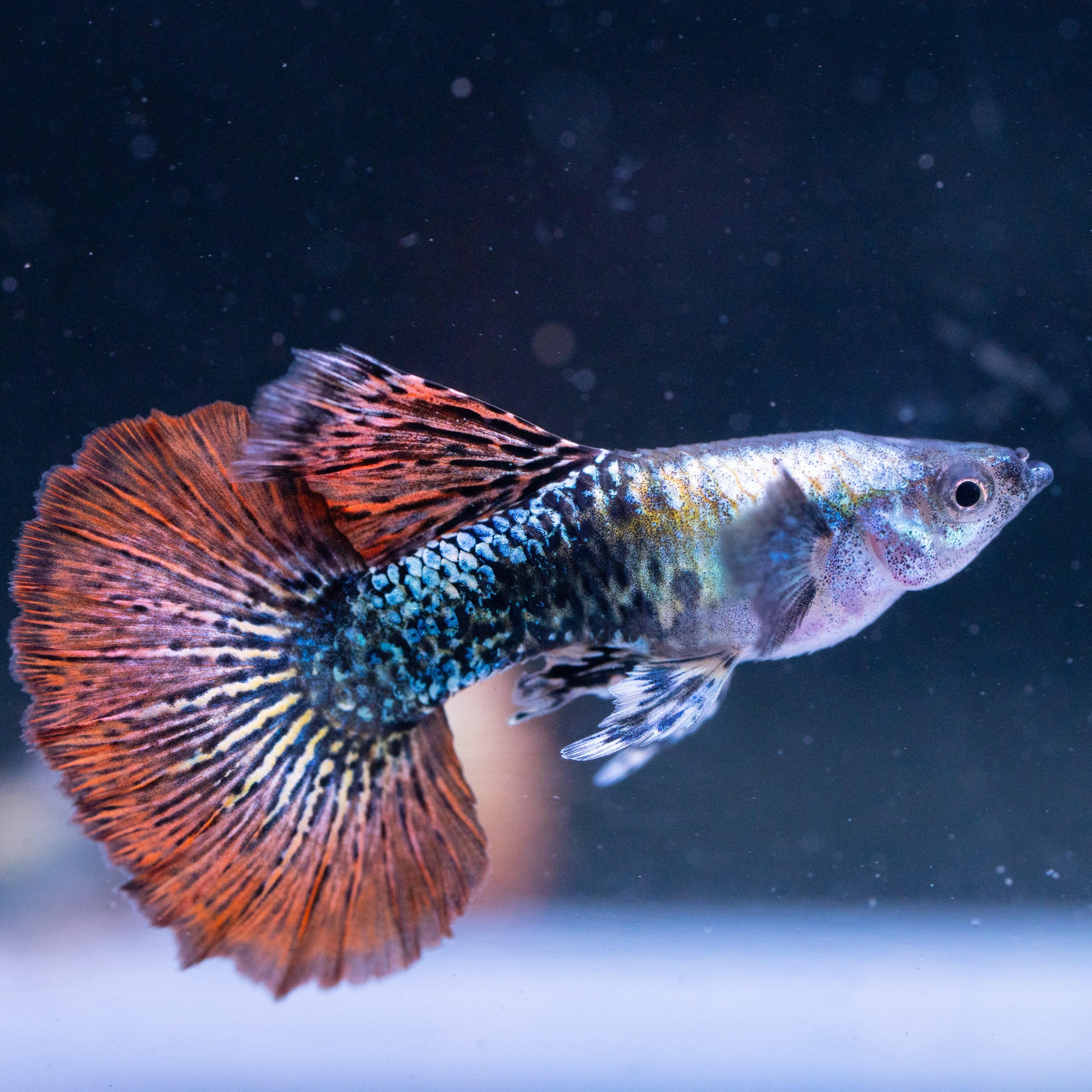 Red Dragon Guppy Fish - Image 8
