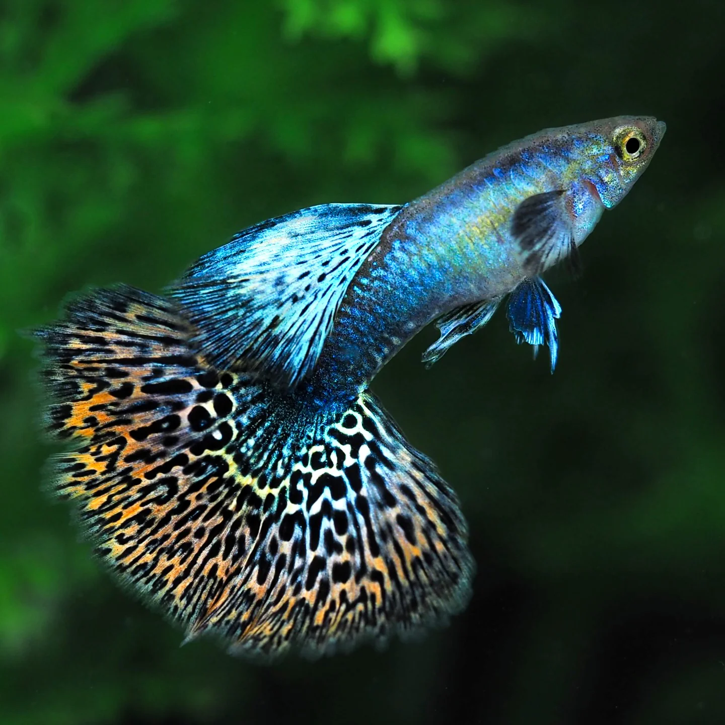 Red Dragon Guppy Fish - Image 9