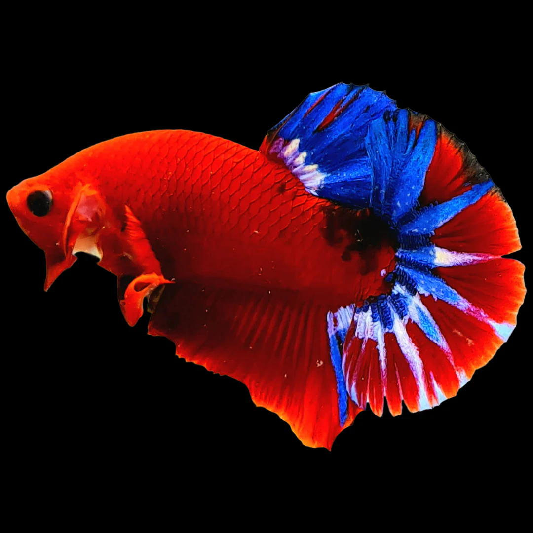 Red Fancy Hellboy Plakat Male Betta Fish | Mystery Betta - Image 4